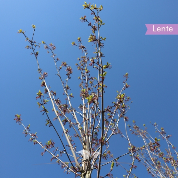 Acer rubrum Red Sunset | Gardline