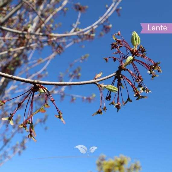 Acer rubrum Red Sunset | Gardline