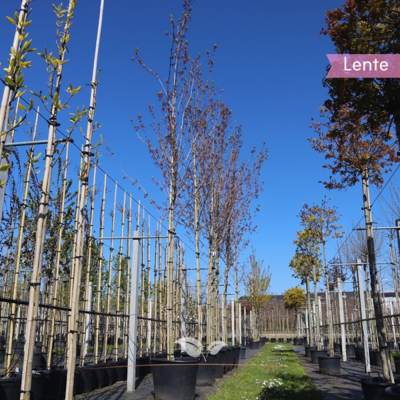 Rode Esdooorn Red Sunset - Acer rubrum Red Sunset | Gardline