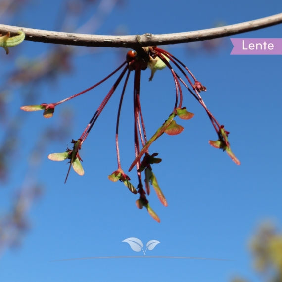 Acer rubrum Red Sunset | Gardline