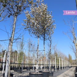 Krentenboom 200-250 cm | Gardline