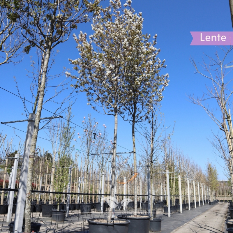 Krentenboom - Amelanchier lamarckii | Gardline