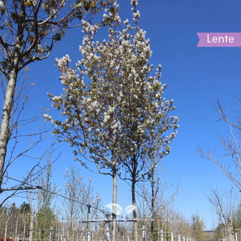 Amelanchier lamarckii