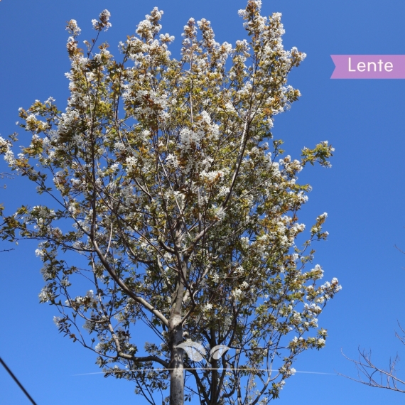 Amelanchier lamarckii