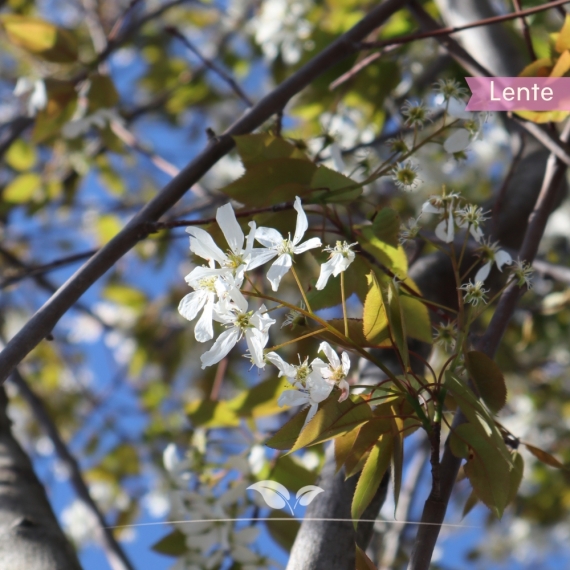 Amelanchier lamarckii