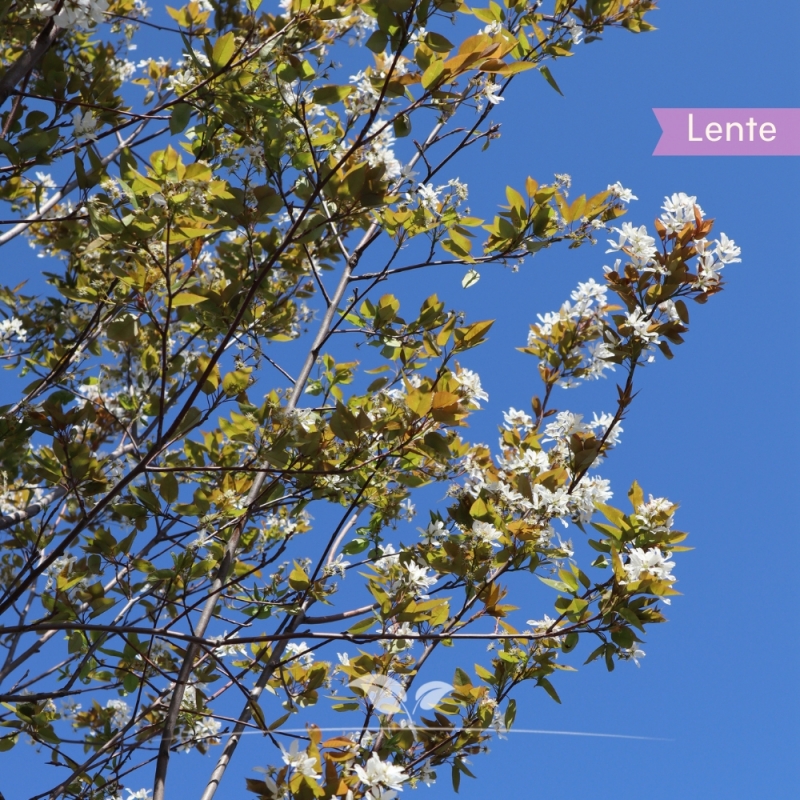 Amelanchier lamarckii