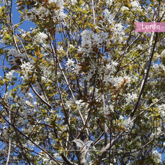 Amelanchier lamarckii