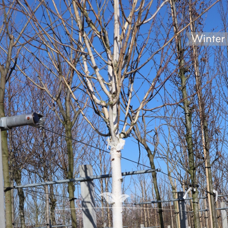Witte Himalaya-Berk - Witte Berk - Betula utilis Doorenbos | Gardline