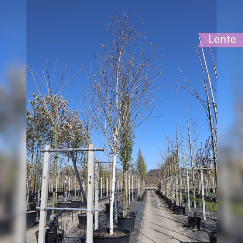 Witte Himalaya-Berk - Witte Berk - Betula utilis Doorenbos | Gardline