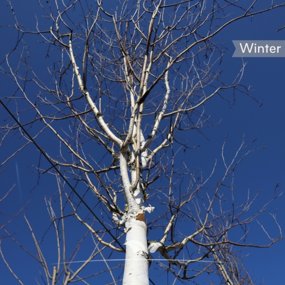 Betula utilis | Gardline