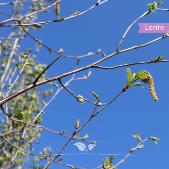 Betula utilis | Gardline