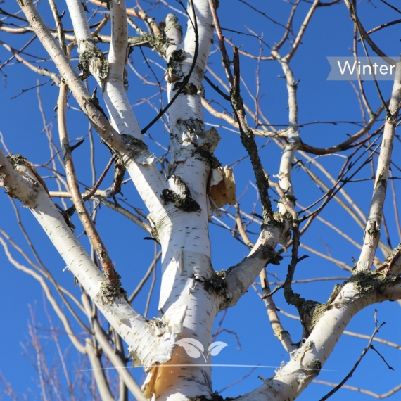 Betula utilis | Gardline