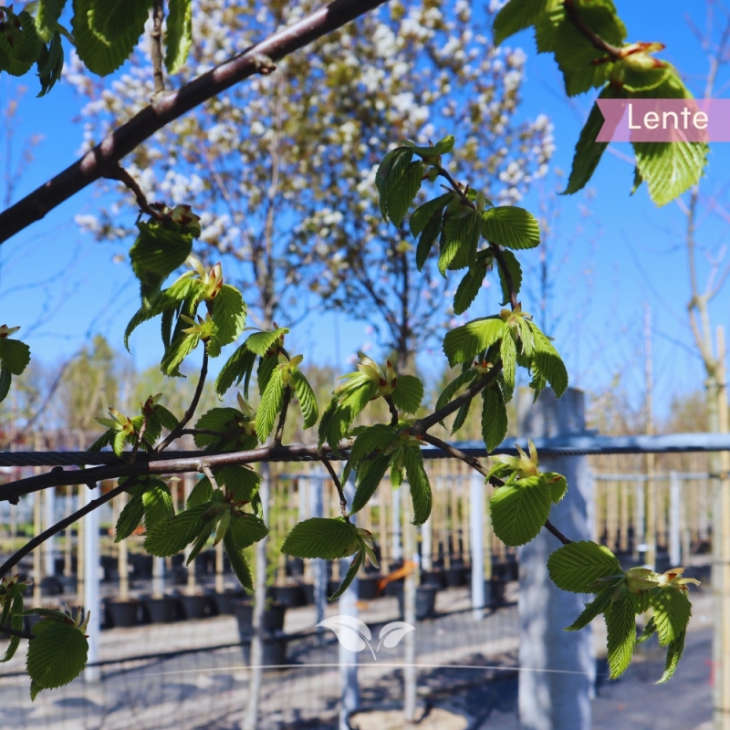 Zuilhaagbeuk Lucas - Carpinus betulus Lucas | Gardline