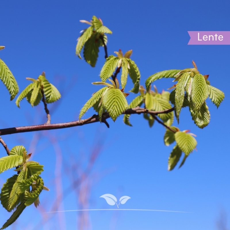 Zuilhaagbeuk Lucas - Carpinus betulus Lucas | Gardline