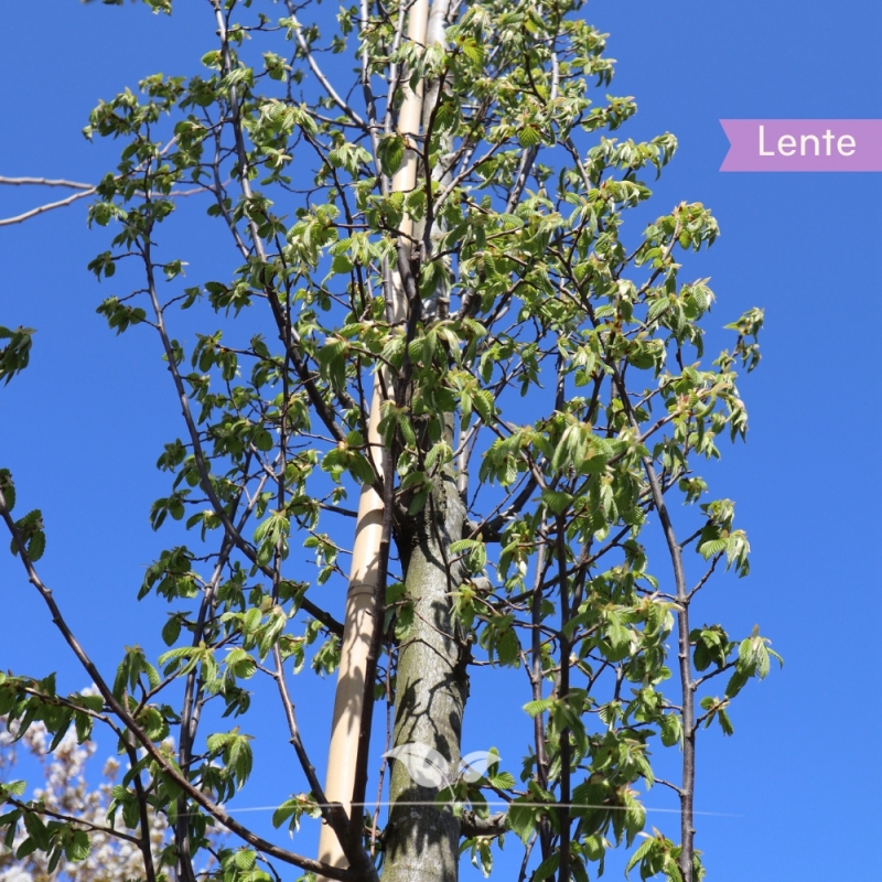 Zuilhaagbeuk Lucas - Carpinus betulus Lucas | Gardline