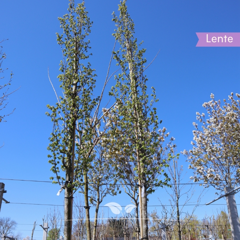 Zuilhaagbeuk Lucas - Carpinus betulus Lucas | Gardline