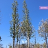 Zuilhaagbeuk Lucas - Carpinus betulus Lucas | Gardline Zuilhaagbeuk Lucas - Carpinus betulus Lucas | Gardline