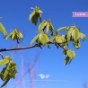 Zuilhaagbeuk Lucas - Carpinus betulus Lucas | Gardline Zuilhaagbeuk Lucas - Carpinus betulus Lucas | Gardline