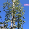 Zuilhaagbeuk Lucas - Carpinus betulus Lucas | Gardline Zuilhaagbeuk Lucas - Carpinus betulus Lucas | Gardline