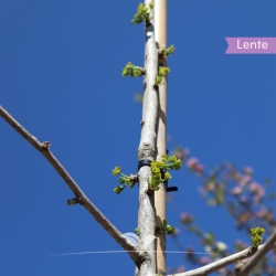 Japanse notenboom 200-250 cm | Gardline