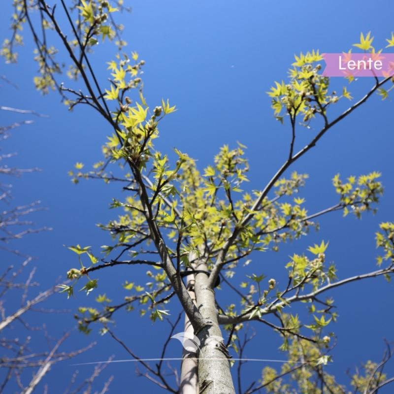 Amberboom Worplesdon - Liquidambar styraciflua Worplesdon | Gardline