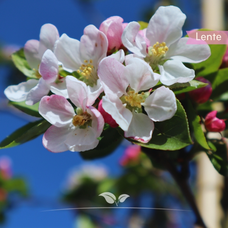 Rode Sierappel - Sierappel Red Sentinel - Malus Red Sentinel | Gardline