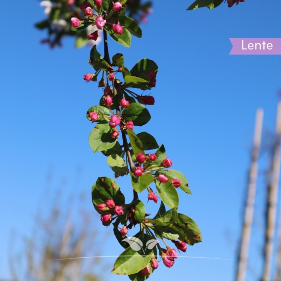 Rode Sierappel - Sierappel Red Sentinel - Malus Red Sentinel | Gardline Rode Sierappel - Sierappel Red Sentinel - Malus Red Sentinel | Gardline