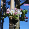 Rode Sierappel - Sierappel Red Sentinel - Malus Red Sentinel | Gardline Rode Sierappel - Sierappel Red Sentinel - Malus Red Sentinel | Gardline