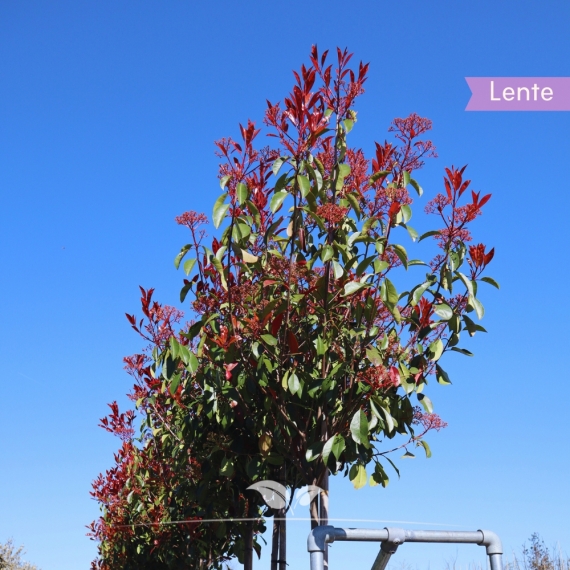 Bolphotinia 250-300 cm | Gardline