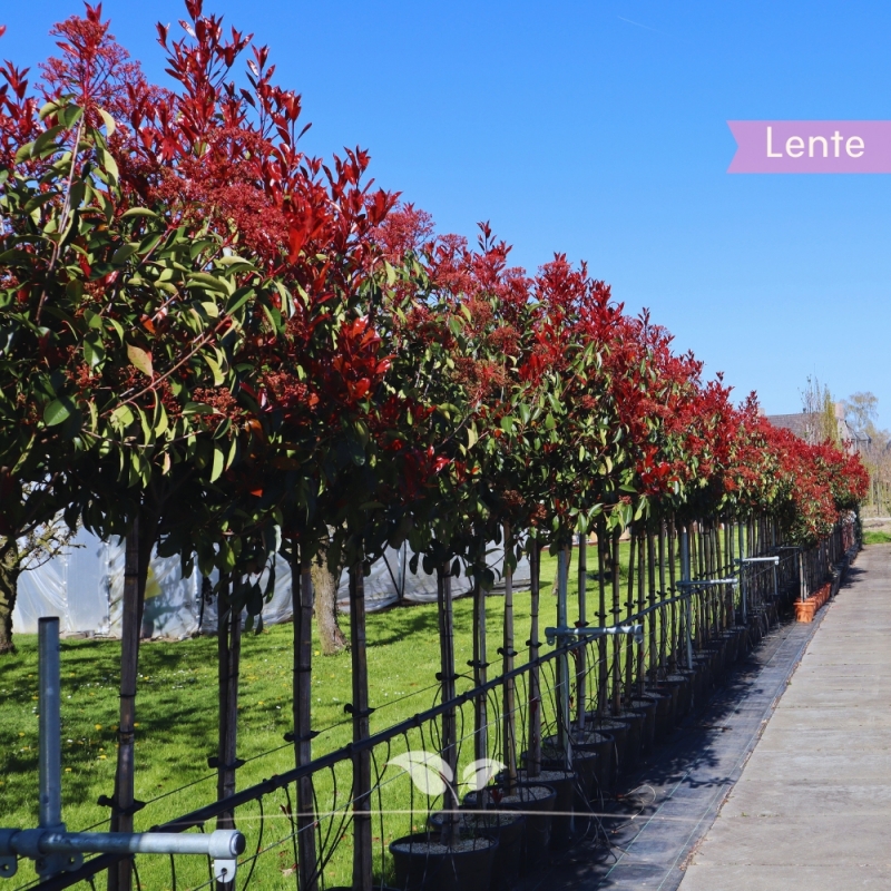 Bolphotinia - Bol-Glansmispel Red Robin - Photinia fraseri Red Robin | Gardline
