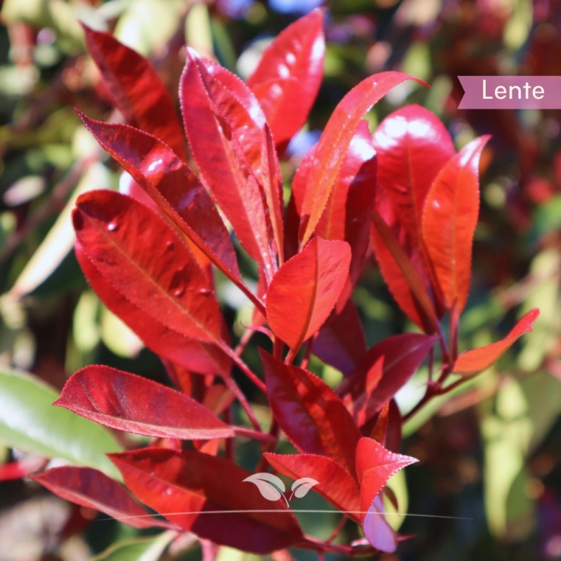 Bolphotinia - Bol-Glansmispel Red Robin - Photinia fraseri Red Robin | Gardline