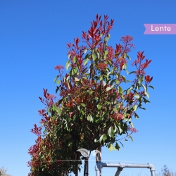 Bolphotinia (Photinia...