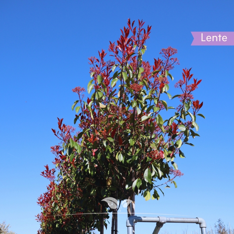 Bolphotinia - Bol-Glansmispel Red Robin - Photinia fraseri Red Robin | Gardline