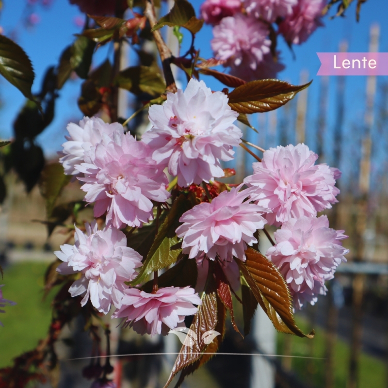 Sierkers Kiku-shidare-Zakura - Treursierkers - Prunus serrulata Kiku-shidare-Zakura | Gardline