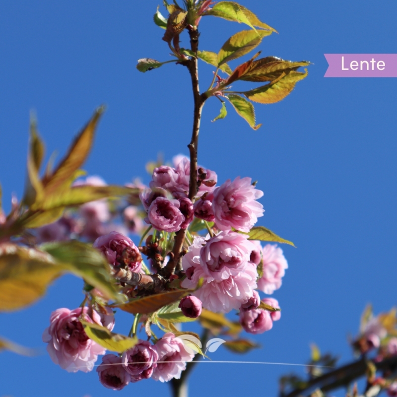 Sierkers Kiku-shidare-Zakura - Treursierkers - Prunus serrulata Kiku-shidare-Zakura | Gardline