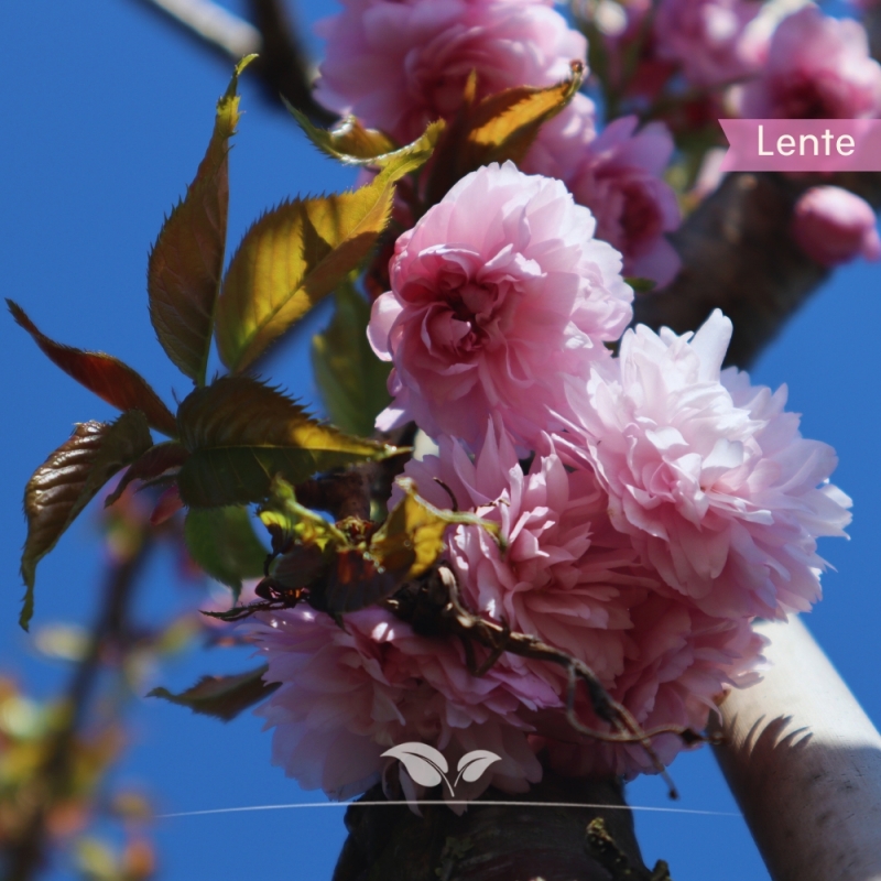 Sierkers Kiku-shidare-Zakura - Treursierkers - Prunus serrulata Kiku-shidare-Zakura | Gardline