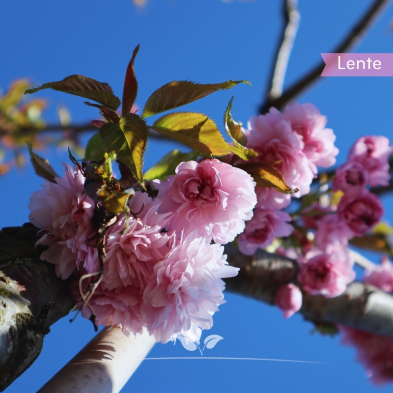 Sierkers Kiku-shidare-Zakura - Treursierkers - Prunus serrulata Kiku-shidare-Zakura | Gardline