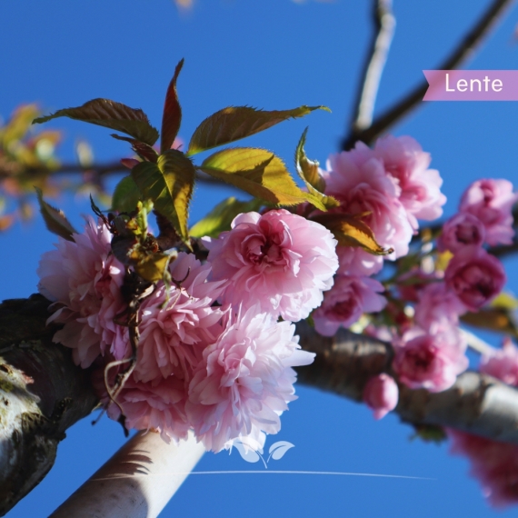 Japanse treursierkers 'Zakura' 250-350 cm | Gardline