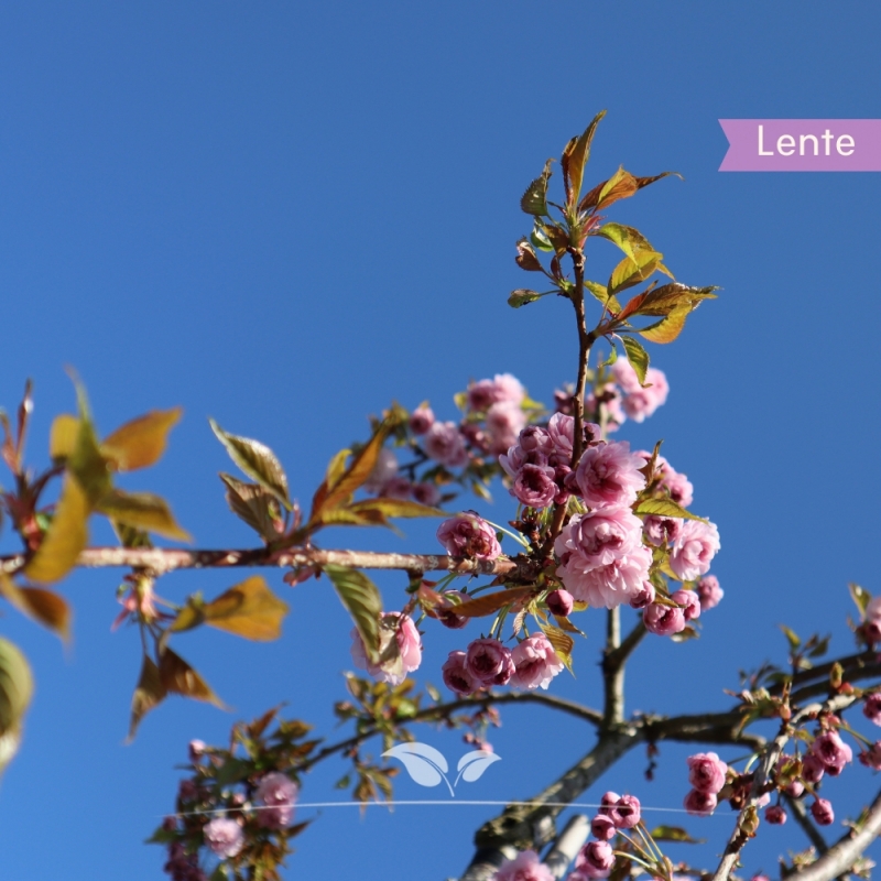 Sierkers Kiku-shidare-Zakura - Treursierkers - Prunus serrulata Kiku-shidare-Zakura | Gardline
