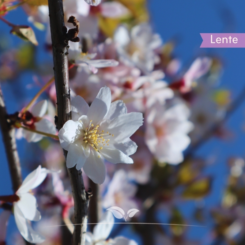 Japanse Sierkers Autumnalis - Winterkers Autumnalis - Prunus subhirtella Autumnalis | Gardline