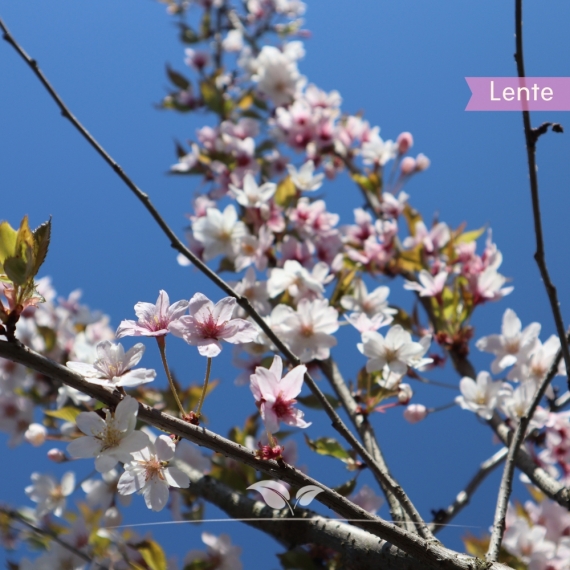 Japanse sierkers 'Autumnalis' 250-350 cm | Gardline