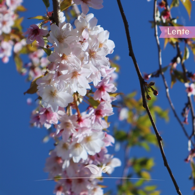 Japanse Sierkers Autumnalis - Winterkers Autumnalis - Prunus subhirtella Autumnalis | Gardline