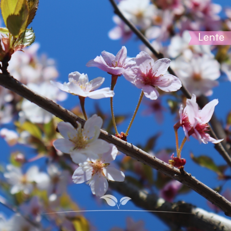 Japanse Sierkers Autumnalis - Winterkers Autumnalis - Prunus subhirtella Autumnalis | Gardline