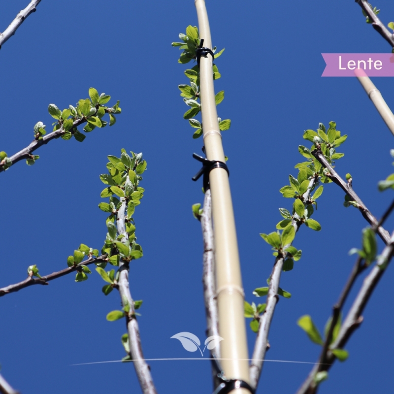 Pruimenboom Opal - Zoete Pruim - Prunus domestica Opal - Fruitboom | Gardline