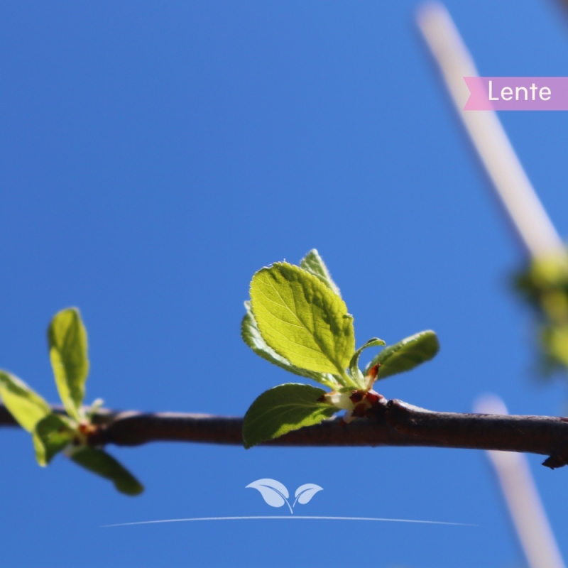 Pruimenboom Opal - Zoete Pruim - Prunus domestica Opal - Fruitboom | Gardline