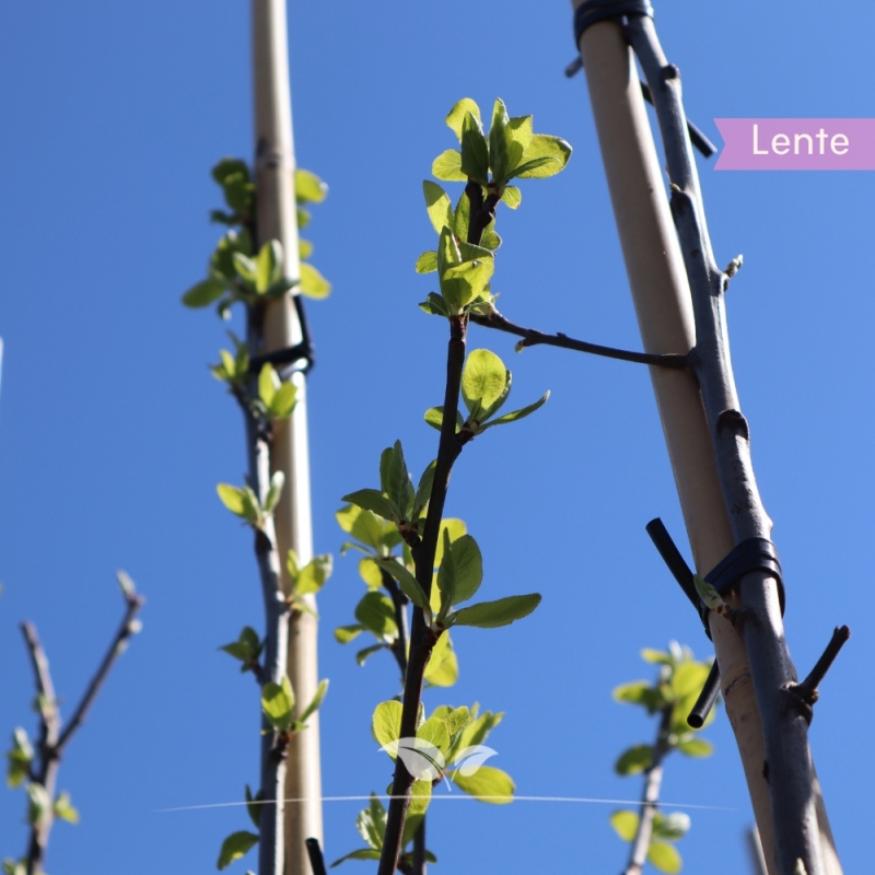 Pruimenboom Opal - Zoete Pruim - Prunus domestica Opal - Fruitboom | Gardline