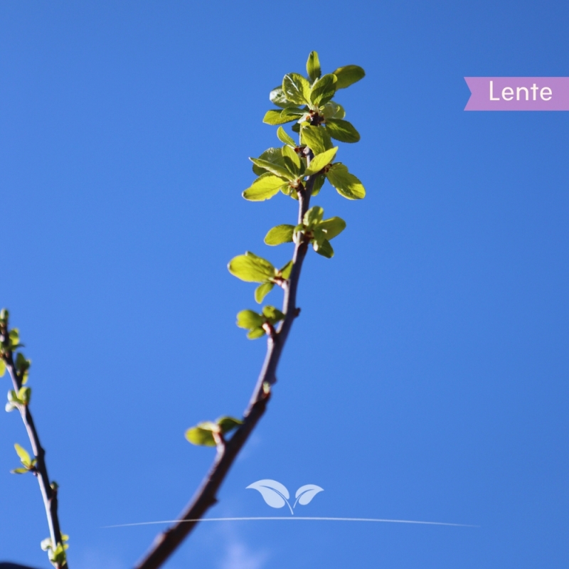 Pruimenboom Opal - Zoete Pruim - Prunus domestica Opal - Fruitboom | Gardline