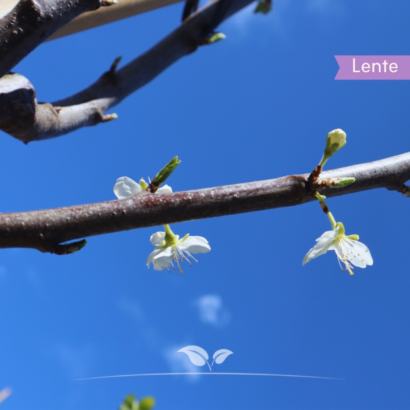 Pruimenboom Victoria - Rode Pruim - Prunus domestica Victoria - Fruitboom | Gardline