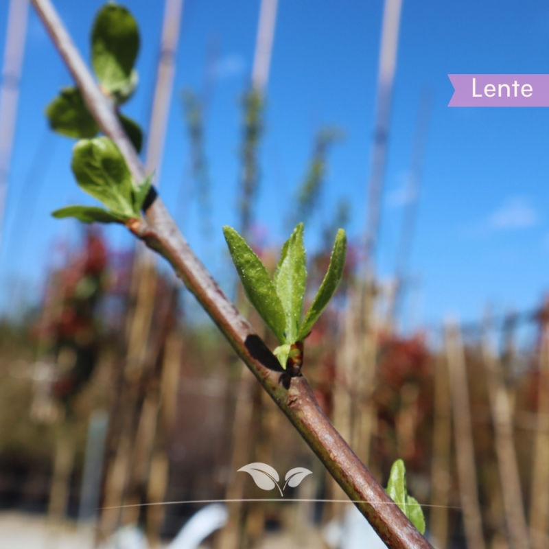 Pruimenboom Victoria - Rode Pruim - Prunus domestica Victoria - Fruitboom | Gardline