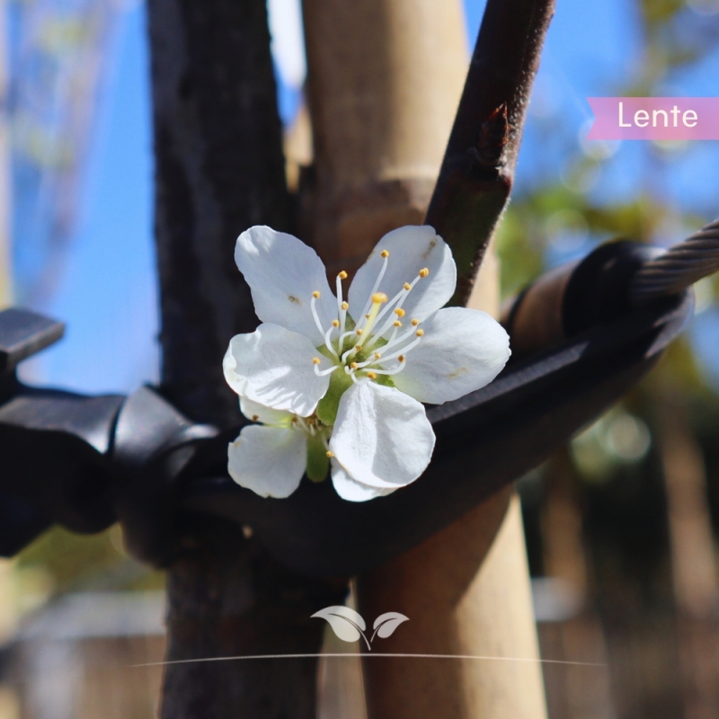 Pruimenboom Victoria - Rode Pruim - Prunus domestica Victoria - Fruitboom | Gardline